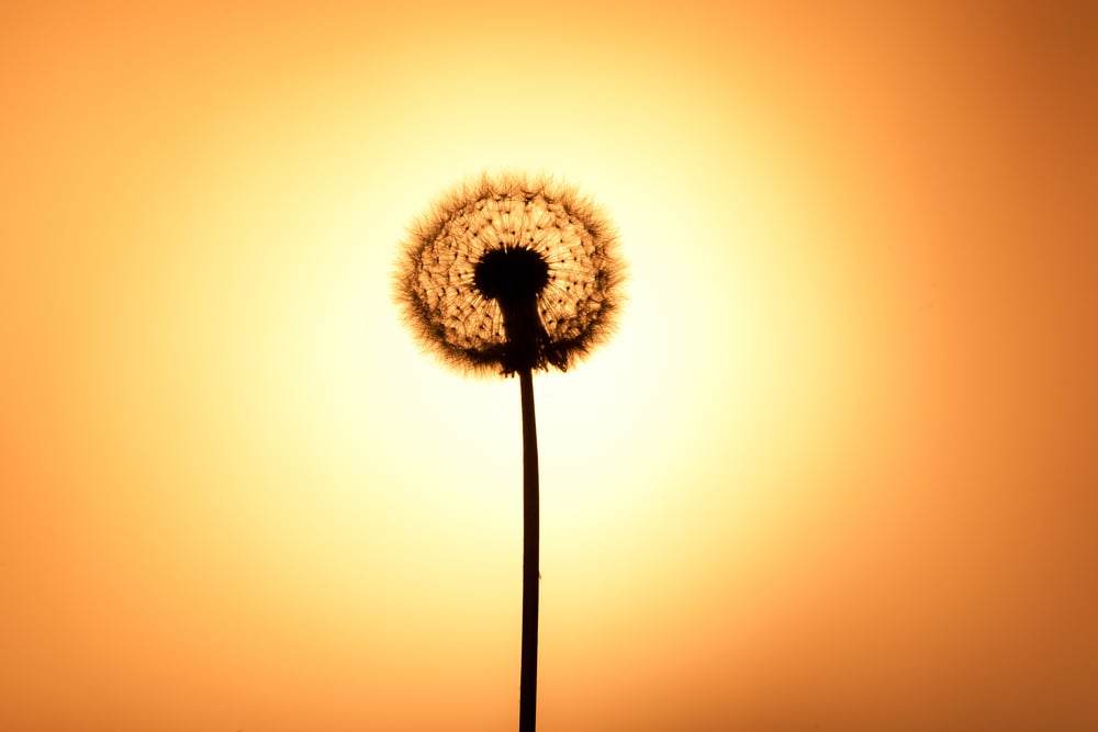 shutterstock_87324436.jpg