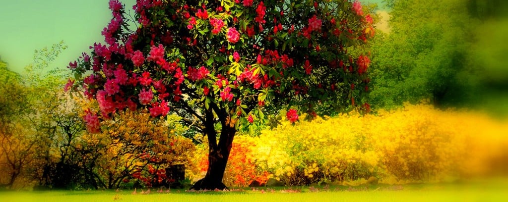 tree-e1396518027613-1024x408.jpg