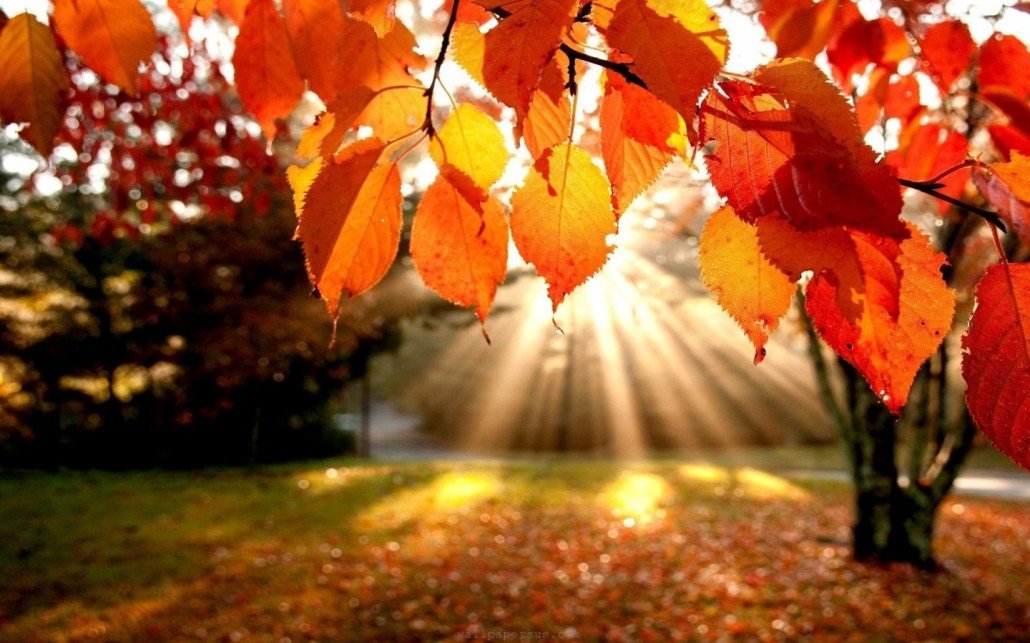 trees-autumn-leaves-fall-sunlight-landscapes-nature-900x1440-1030x643.jpg