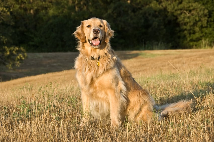 temperament_golden_retriever.jpg